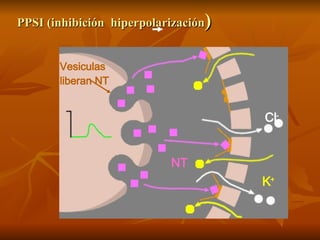 PPSI (inhibición  hiperpolarización ) Cl - K + NT Vesiculas liberan NT 