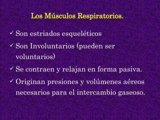 Los Músculos Respiratorios.   <ul><li>Son estriados esqueléticos </li></ul><ul><li>Son Involuntarios (pueden ser voluntari...