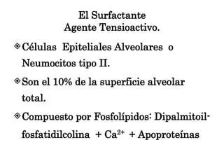 El Surfactante Agente Tensioactivo. <ul><li>Células  Epiteliales Alveolares  o Neumocitos tipo II. </li></ul><ul><li>Son e...