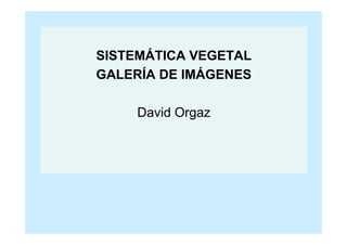 SISTEMÁTICA VEGETAL
GALERÍA DE IMÁGENES

     David Orgaz
 