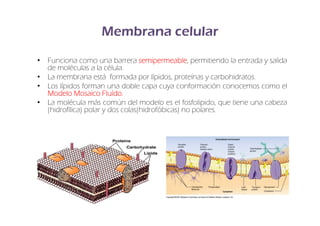 Membrana celular
• Funciona como una barrera semipermeable permitiendo la entrada y salida
                                  semipermeable,
  de moléculas a la célula.
• La membrana está formada por lípidos, proteínas y carbohidratos.
• Los lípidos forman una doble capa cuya conformación conocemos como el
  Modelo Mosaico Fluído.
                      Fluído.
• La molécula más común del modelo es el fosfolipido, que tiene una cabeza
  (hidrofílica) polar y dos colas(hidrofóbicas) no polares.
 