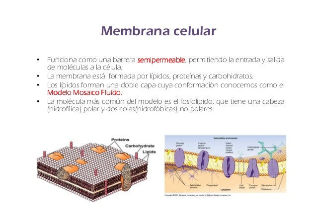 De Que Clases De Moleculas Esta Hecha La Membrana Celular