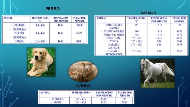 Fisiología animal..y signos vitales