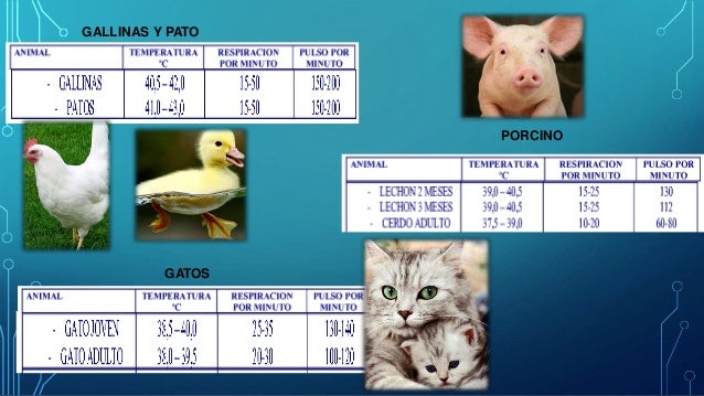 Fisiología animal..y signos vitales