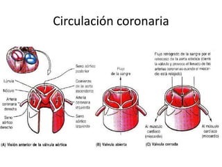 Circulación coronaria
 
