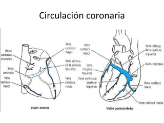 Circulación coronaria
 