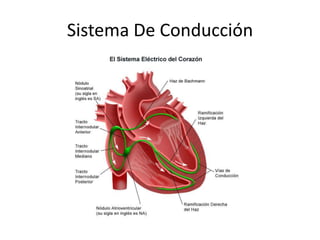 Sistema De Conducción
 