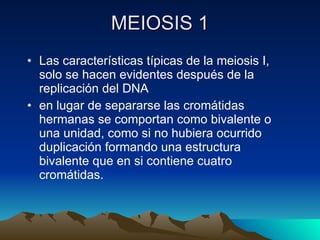 MEIOSIS 1 Las características típicas de la meiosis I, solo se hacen evidentes después de la replicación del DNA en lugar de separarse las cromátidas hermanas se comportan como bivalente o una unidad, como si no hubiera ocurrido duplicación formando una estructura bivalente que en si contiene cuatro cromátidas.  