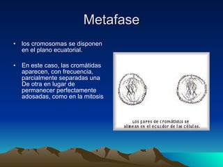 Metafase los cromosomas se disponen en el plano ecuatorial.  En este caso, las cromátidas aparecen, con frecuencia, parcialmente separadas una De otra en lugar de permanecer perfectamente adosadas, como en la mitosis  