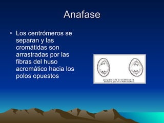 Anafase Los centrómeros se separan y las cromátidas son arrastradas por las fibras del huso acromático hacia los polos opuestos  