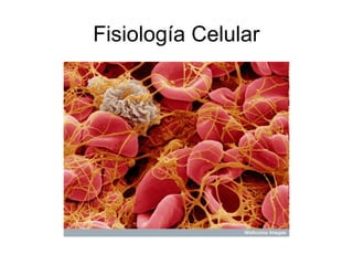 Fisiología Celular
 