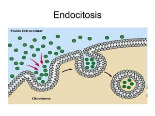 Endocitosis
 