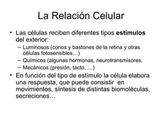 La Relación Celular
• Las células reciben diferentes tipos estímulos
del exterior:
– Luminosos (conos y bastones de la retina y otras
células fotosensibles…)
– Químicos (algunas hormonas, neurotransmisores,
– Mecánicos (presión, tacto, …)
• En función del tipo de estímulo la célula elabora
una respuesta, que puede consistir en
movimientos, síntesis de distintas biomoléculas,
secreciones…
 