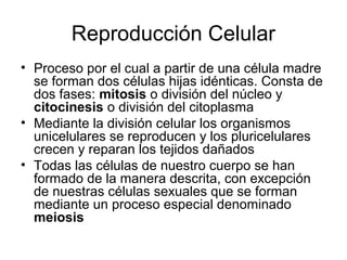 Reproducción Celular
• Proceso por el cual a partir de una célula madre
se forman dos células hijas idénticas. Consta de
dos fases: mitosis o división del núcleo y
citocinesis o división del citoplasma
• Mediante la división celular los organismos
unicelulares se reproducen y los pluricelulares
crecen y reparan los tejidos dañados
• Todas las células de nuestro cuerpo se han
formado de la manera descrita, con excepción
de nuestras células sexuales que se forman
mediante un proceso especial denominado
meiosis
 