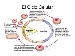 El Ciclo Celular
 