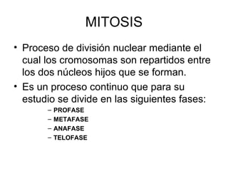 MITOSIS
• Proceso de división nuclear mediante el
cual los cromosomas son repartidos entre
los dos núcleos hijos que se forman.
• Es un proceso continuo que para su
estudio se divide en las siguientes fases:
– PROFASE
– METAFASE
– ANAFASE
– TELOFASE
 