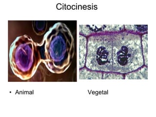 Citocinesis
• Animal Vegetal
 