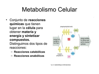 Metabolismo Celular
• Conjunto de reacciones
químicas que tienen
lugar en la célula para
obtener materia y
energía y sintetizar
compuestos.
Distinguimos dos tipos de
reacciones:
– Reacciones catabólicas
– Reacciones anabólicas
 