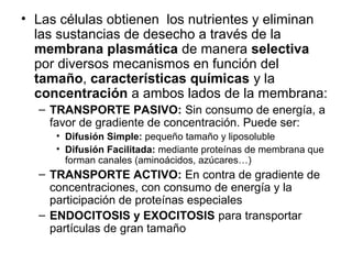 • Las células obtienen los nutrientes y eliminan
las sustancias de desecho a través de la
membrana plasmática de manera selectiva
por diversos mecanismos en función del
tamaño, características químicas y la
concentración a ambos lados de la membrana:
– TRANSPORTE PASIVO: Sin consumo de energía, a
favor de gradiente de concentración. Puede ser:
• Difusión Simple: pequeño tamaño y liposoluble
• Difusión Facilitada: mediante proteínas de membrana que
forman canales (aminoácidos, azúcares…)
– TRANSPORTE ACTIVO: En contra de gradiente de
concentraciones, con consumo de energía y la
participación de proteínas especiales
– ENDOCITOSIS y EXOCITOSIS para transportar
partículas de gran tamaño
 