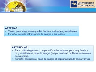 LOGO
ARTERIAS:
• Tienen paredes gruesas que las hacen más fuertes y resistentes
• Función: permite el transporte de sangre a los tejidos
ARTERIOLAS:
• Pared más delgada en comparación a las arterias, pero muy fuerte y
muy resistente al paso de sangre (mayor cantidad de fibras musculares
en su pared).
• Función: controlan el paso de sangre al capilar actuando como válvula
 