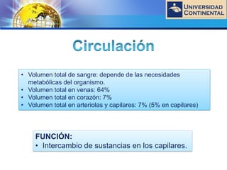 LOGO
• Volumen total de sangre: depende de las necesidades
metabólicas del organismo.
• Volumen total en venas: 64%
• Volumen total en corazón: 7%
• Volumen total en arteriolas y capilares: 7% (5% en capilares)
FUNCIÓN:
• Intercambio de sustancias en los capilares.
 