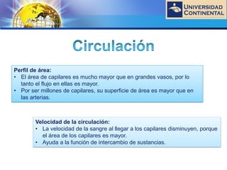 LOGO
Perfil de área:
• El área de capilares es mucho mayor que en grandes vasos, por lo
tanto el flujo en ellas es mayor.
• Por ser millones de capilares, su superficie de área es mayor que en
las arterias.
Velocidad de la circulación:
• La velocidad de la sangre al llegar a los capilares disminuyen, porque
el área de los capilares es mayor.
• Ayuda a la función de intercambio de sustancias.
 