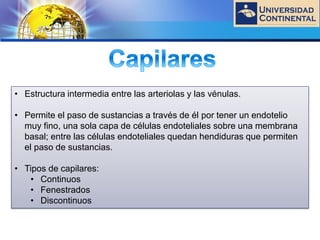 LOGO
• Estructura intermedia entre las arteriolas y las vénulas.
• Permite el paso de sustancias a través de él por tener un endotelio
muy fino, una sola capa de células endoteliales sobre una membrana
basal; entre las células endoteliales quedan hendiduras que permiten
el paso de sustancias.
• Tipos de capilares:
• Continuos
• Fenestrados
• Discontinuos
 