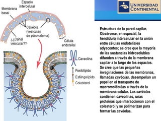 LOGO
Estructura de la pared capilar.
Obsérvese, en especial, la
hendidura intercelular en la unión
entre células endoteliales
adyacentes; se cree que la mayoría
de las sustancias hidrosolubles
difunden a través de la membrana
capilar a lo largo de los espacios.
Se cree que las pequeñas
invaginaciones de las membranas,
llamadas cavéolas, desempeñan un
papel en el transporte de
macromoléculas a través de la
membrana celular. Las cavéolas
contienen caveolinas, unas
proteínas que interaccionan con el
colesterol y se polimerizan para
formar las cavéolas.
 