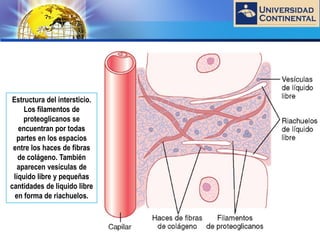 LOGO
Estructura del intersticio.
Los filamentos de
proteoglicanos se
encuentran por todas
partes en los espacios
entre los haces de fibras
de colágeno. También
aparecen vesículas de
líquido libre y pequeñas
cantidades de liquido libre
en forma de riachuelos.
 