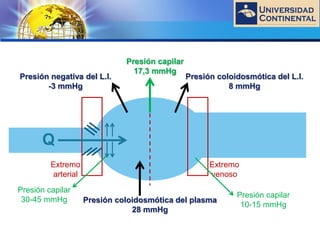 LOGO
Q
Extremo
arterial
Extremo
venoso
Presión capilar
17,3 mmHg
Presión negativa del L.I.
-3 mmHg
Presión coloidosmótica del L.I.
8 mmHg
Presión coloidosmótica del plasma
28 mmHg
Presión capilar
30-45 mmHg
Presión capilar
10-15 mmHg
 