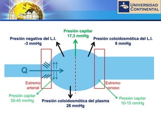 LOGO
Q
Extremo
arterial
Extremo
venoso
Presión capilar
17,3 mmHg
Presión negativa del L.I.
-3 mmHg
Presión coloidosmótica del L.I.
8 mmHg
Presión coloidosmótica del plasma
28 mmHg
Presión capilar
30-45 mmHg
Presión capilar
10-15 mmHg
 