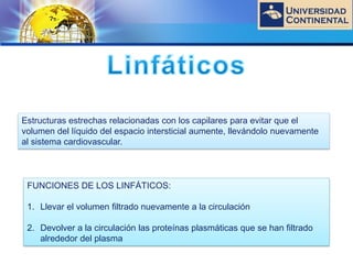 LOGO
Estructuras estrechas relacionadas con los capilares para evitar que el
volumen del líquido del espacio intersticial aumente, llevándolo nuevamente
al sistema cardiovascular.
FUNCIONES DE LOS LINFÁTICOS:
1. Llevar el volumen filtrado nuevamente a la circulación
2. Devolver a la circulación las proteínas plasmáticas que se han filtrado
alrededor del plasma
 