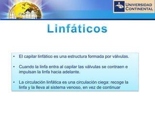 LOGO
• El capilar linfático es una estructura formada por válvulas.
• Cuando la linfa entra al capilar las válvulas se contraen e
impulsan la linfa hacia adelante.
• La circulación linfática es una circulación ciega: recoge la
linfa y la lleva al sistema venoso, en vez de continuar
 