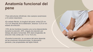 fisiolog-a-de-la-erecci-n-peniana-pptx