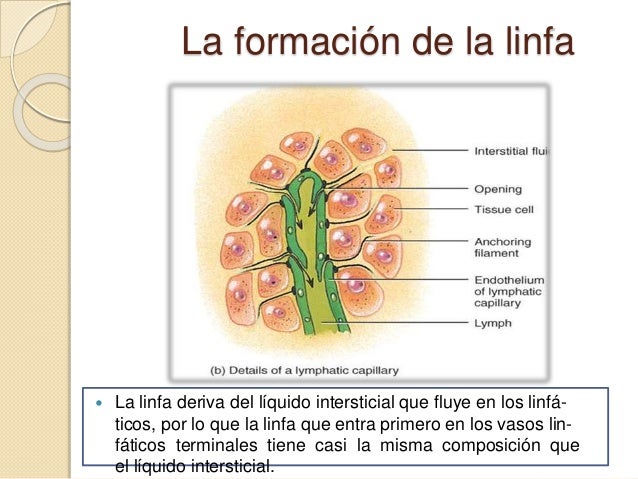 Resultado de imagen de formacion de la linfa