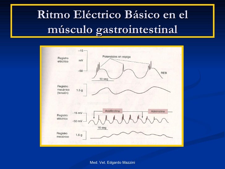 Fisiología de la motilidad
