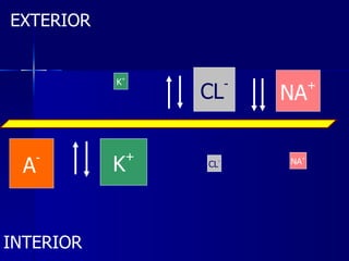 EXTERIOR INTERIOR A - K + K + CL - CL - NA + NA + 