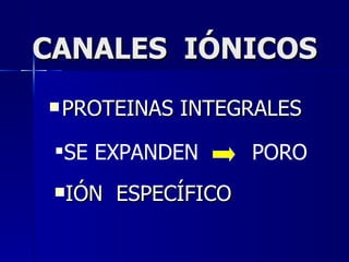 CANALES  IÓNICOS PROTEINAS INTEGRALES IÓN  ESPECÍFICO SE EXPANDEN  PORO 