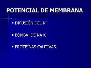 POTENCIAL DE MEMBRANA DIFUSIÓN DEL K + BOMBA  DE NA K PROTEÍNAS CAUTIVAS 