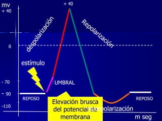 mv m seg -  90 - 70 0 + 40 -110 REPOSO UMBRAL Elevación brusca del potencial de membrana despolarización Repolarización hiperpolarización REPOSO estímulo + 40 