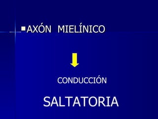 AXÓN  MIELÍNICO CONDUCCIÓN SALTATORIA 