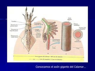 Conozcamos el axón gigante del Calamar… 