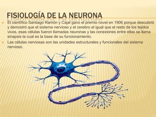 Fisiología de la neurona El científico Santiago Ramón y Cajal gano el premio novel en 1906 porque descubrió y demostró que el sistema nervioso y el cerebro al igual que el resto de los tejidos vivos, esas células fueron llamadas neuronas y las conexiones entre ellas se llama sinapsis la cual es la base de su funcionamiento. Las células nerviosas son las unidades estructurales y funcionales del sistema nervioso. 