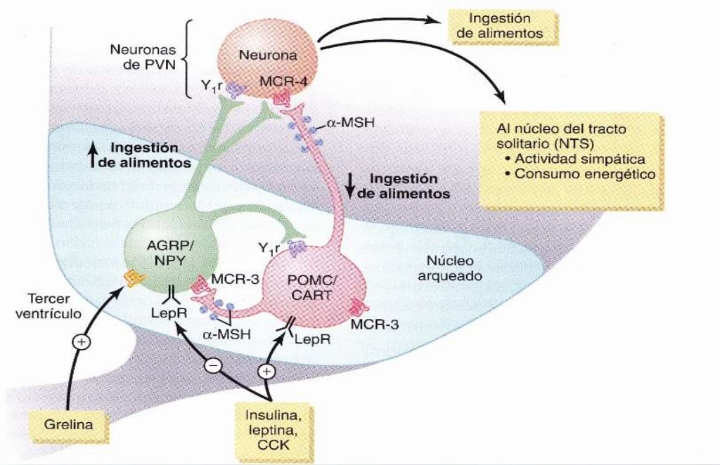 aceleradores de metabolismo seguir en este camino