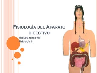 FISIOLOGÍA DEL APARATO
DIGESTIVO
Maqueta funcional
Fisiología 1
 