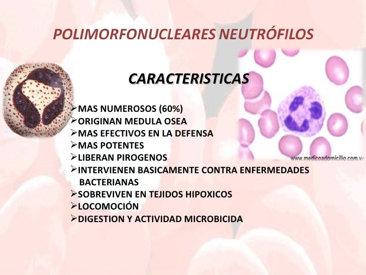 O Que Significa Ausência De Granulações Tóxicas Nos Neutrófilos