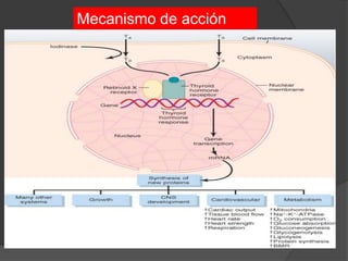 Mecanismo de acción
 