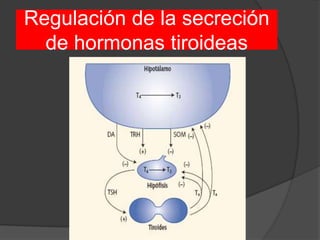 Regulación de la secreción
de hormonas tiroideas
 