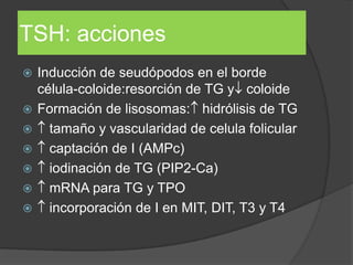 TSH: acciones
 Inducción de seudópodos en el borde
célula-coloide:resorción de TG y coloide
 Formación de lisosomas: hidrólisis de TG
 tamaño y vascularidad de celula folicular
 captación de I (AMPc)
 iodinación de TG (PIP2-Ca)
 mRNA para TG y TPO
 incorporación de I en MIT, DIT, T3 y T4
 
