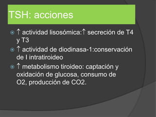 TSH: acciones
 actividad lisosómica: secreción de T4
y T3
 actividad de diodinasa-1:conservación
de I intratiroideo
 metabolismo tiroideo: captación y
oxidación de glucosa, consumo de
O2, producción de CO2.
 